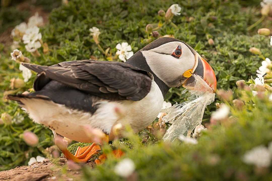 When Puffin meets plastic, Skokholm Island, Pembrokeshire (May 2019)